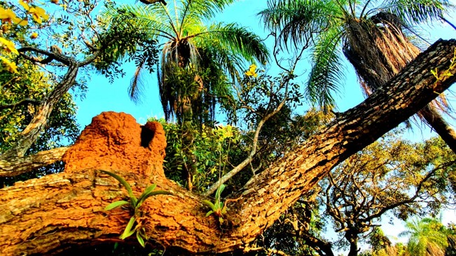 Arbol